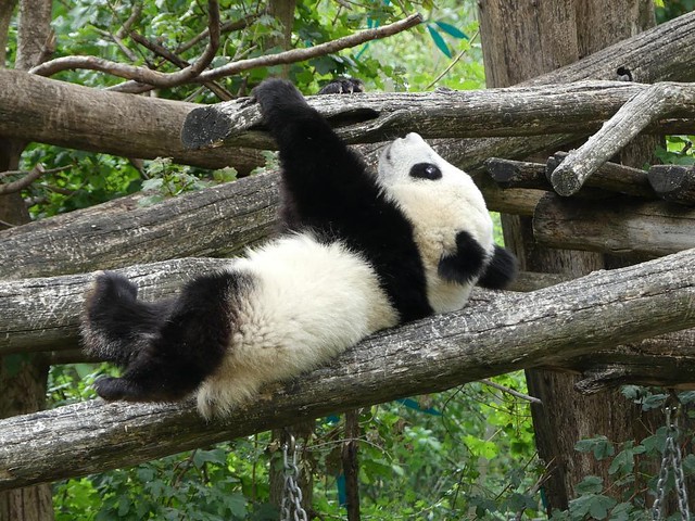 Panda, Tiergarten Schönbrunn