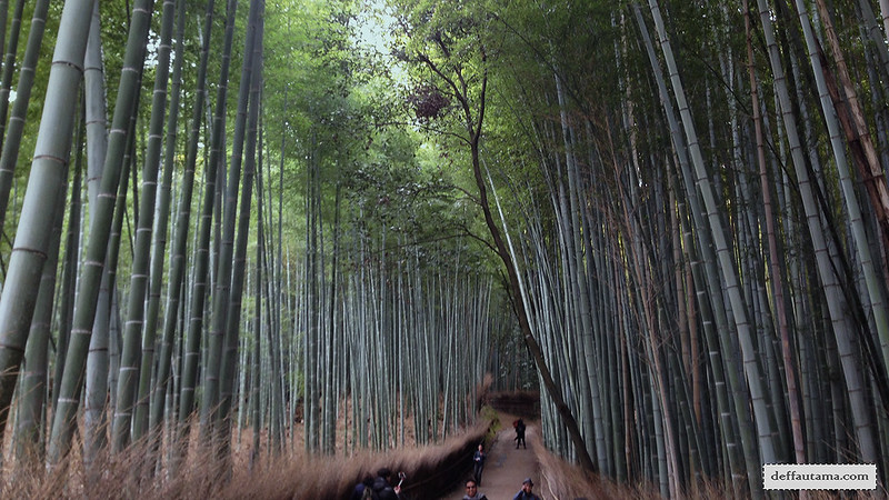 3 Hari Keliling Kyoto - Bamboo Grove 2