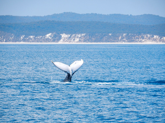 Hervey Bay, danza de ballenas - AUSTRALIA POR LIBRE: EL PAÍS DEL FIN DEL MUNDO (17)