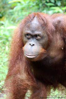 Orangutan of the Month Ariel Orangutan Foundation International
