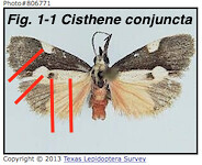 Fig 1-1 Cisthene conjucta TX-TxLepSurv-BG copy