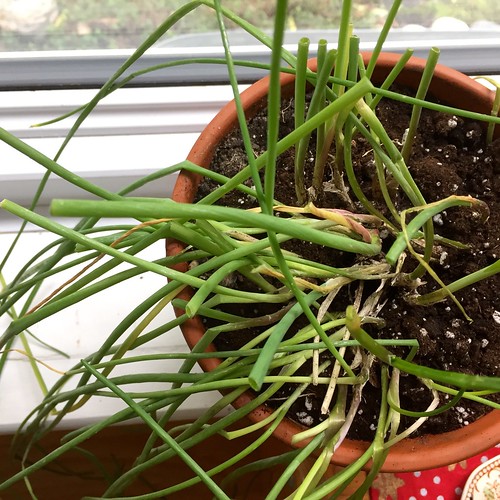 Outdoor chives are now indoor chives