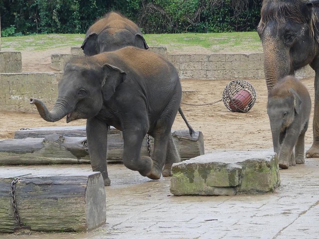 Elefanten, Zoo Hannover
