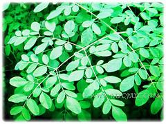 Fern-like green leaves of Moringa oleifera (Drumstick Tree, Horseradish Tree, Ben Oil Tree), 27 Oct 2017