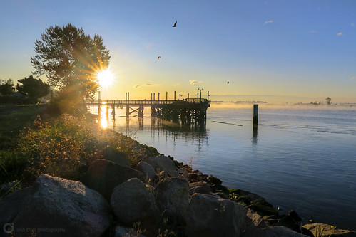 dykeroad fraserriver morning fall autumn sunrise mist river pier dock britishcolumbia canada steveston birds seagull