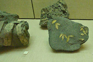 Santorini - Prehistoric Museum olive fossil
