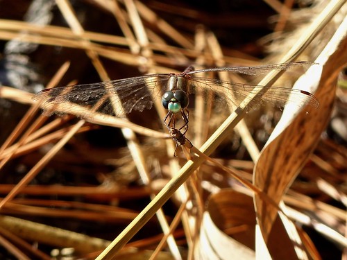 dragonfly meadowhawk nature wildlife maryland dorchestercounty blackwaterriverquad blackwaternwr
