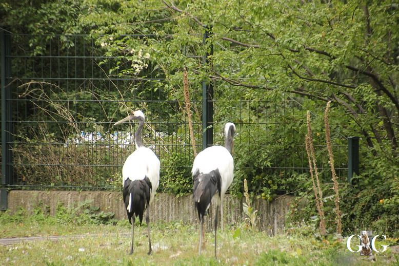 Besuch Zoo Berlin 12.09.20171