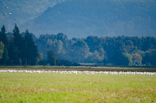 Snow Geese in the Skagit Delta