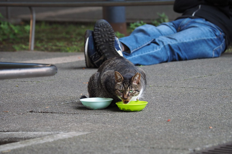 東池袋中央公園の猫。ボス食事中。