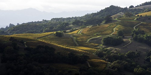 sonoma wine vineyards fall autumn shadows