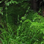 Carex collinsii