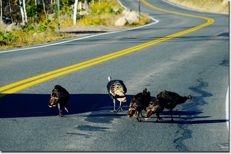 Wild turkeys on the road