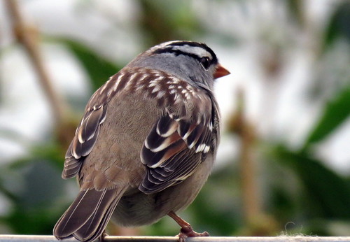 white headed sparrow