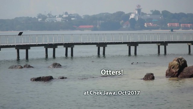Smooth-coated otters (Lutrogale perspicillata)