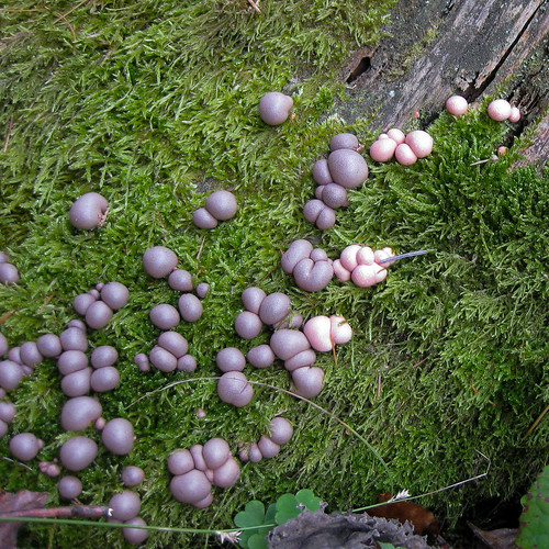 wood tree baum moos fungi pilze pilz forest wald natural nature canon mushrooms bubbles holz purple lila balls besenbinder arminskowalski panasonic dmcfz200 1000views 20favoriten 20favorites 20faves