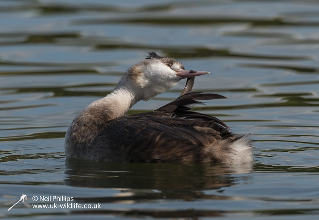 Great crested grebe-10