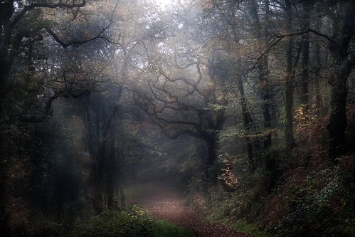bretagne brittany finistère france forest forêt bois brume automne arbre trees landscape paysage mist