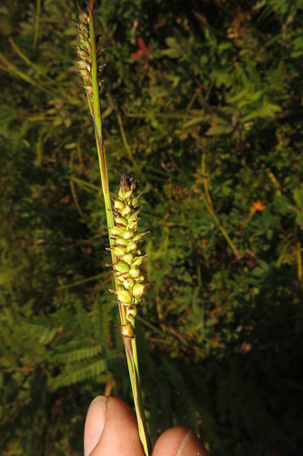 Carex polymorpha
