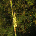 Carex polymorpha
