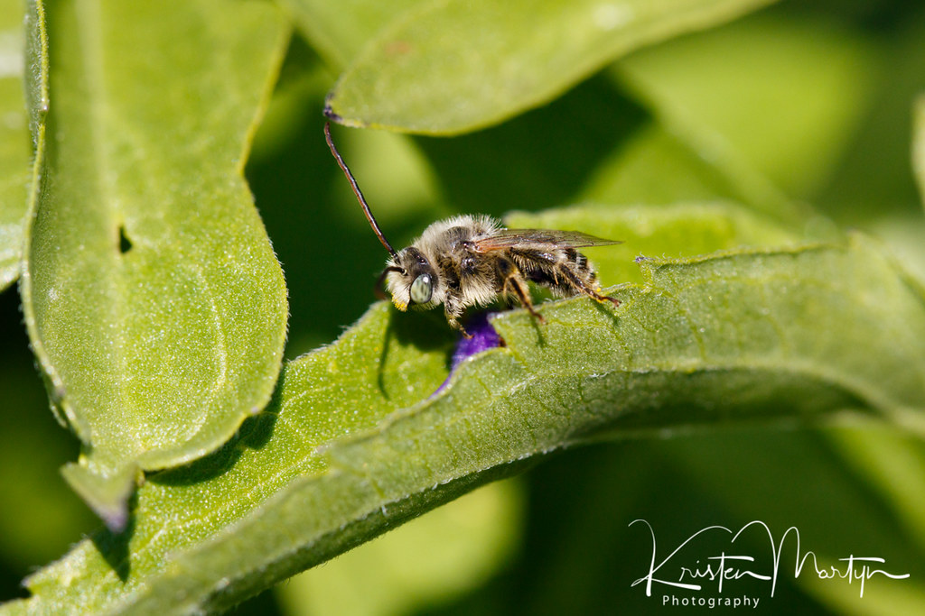 Long-horned Bee (Melissodes sp.)