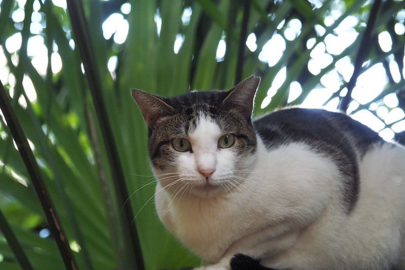 東池袋中央公園の猫。石の上のキジ白。