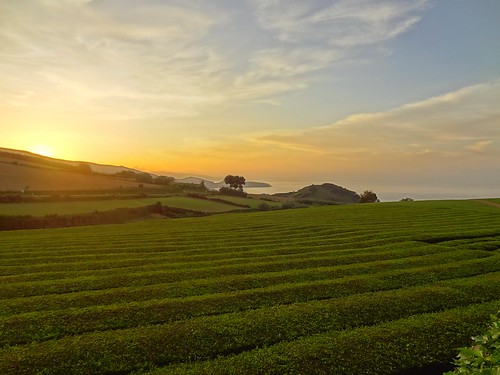 azores açores tea portugal gorreana factory brand sãomiguelisland ilhadesãomiguel nature atlanticocean