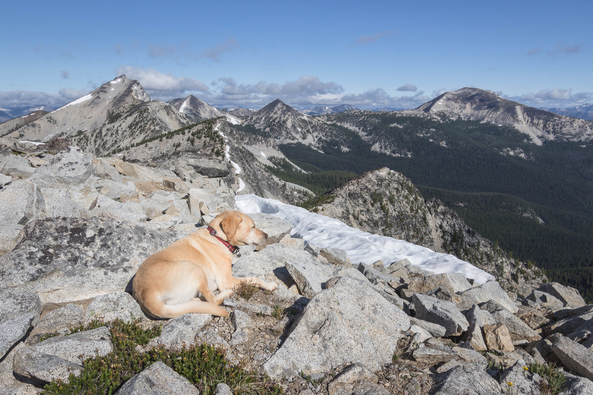Summit dogs on Seance Peak