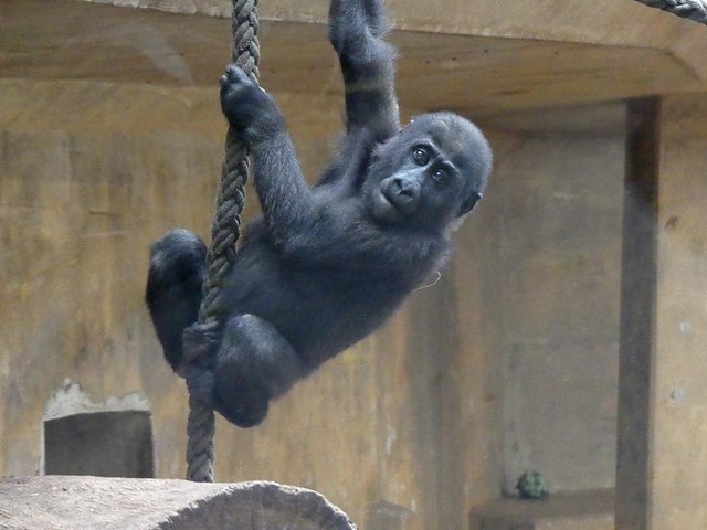 Gorilla Anandi, Zoo Hannover