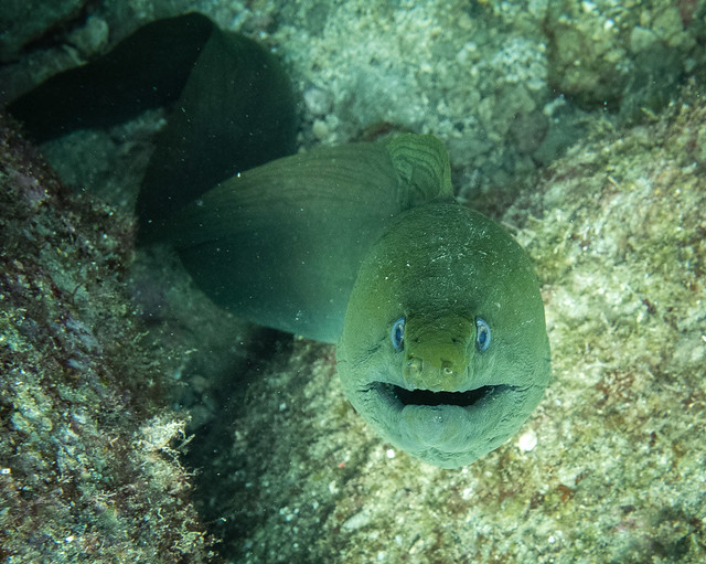 green moray eel