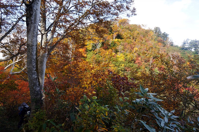 Tinted autumn leaves of "KAGA ZENJOUDOU"