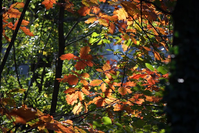 Autumn leaf light