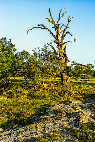 dead deadtree tree trees bedias texas unitedstates us