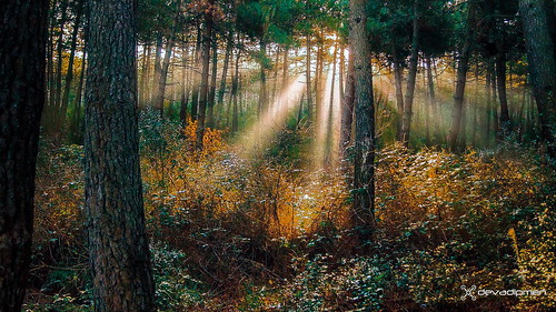 autumn forest gündoğumu istanbul maltepe orman sonbahar sunrise türkiye