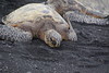 274 Schildpadden Black Sand Beach