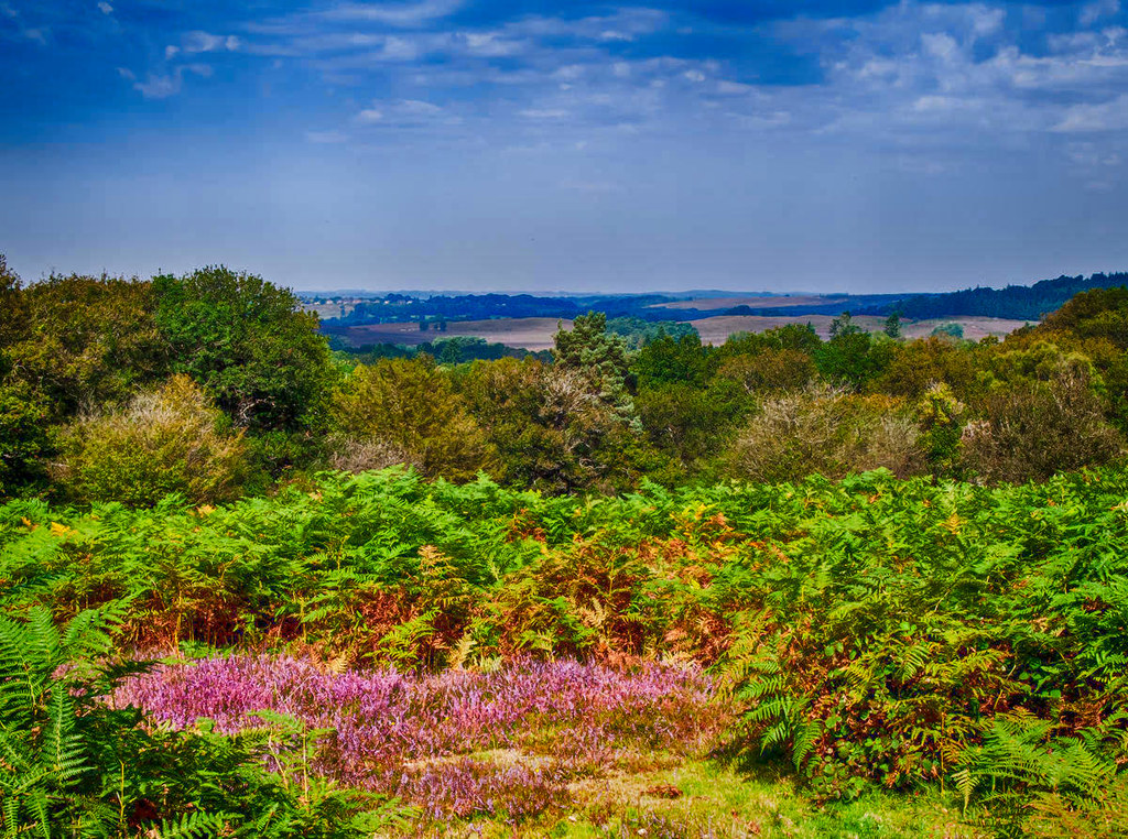 Looking towards Fordingbridge from Milkham Enclosure in the New Forest. Credit Anguskirk, flickr