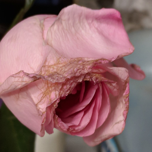 November 1: Day Old Rose