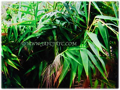 Beautiful lanceolate-oblong and large leaves of Thysanolaena latifolia (Bamboo Grass, Tiger Grass, Asian Broom Grass, Rumput Buloh/ Teberau in Malay), 4 Oct 2017