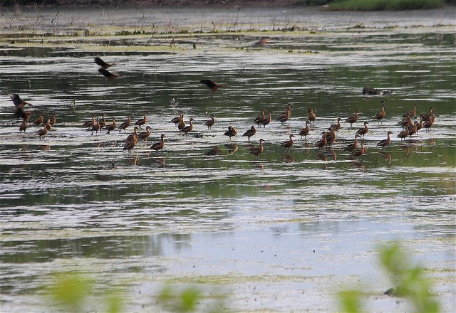 Philippine Ducks at Sito Cavan Bird Sanctuary