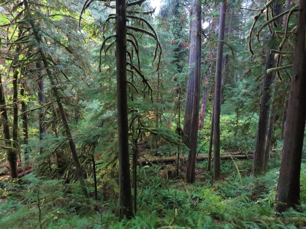 Forest along the Deception Butte Trail