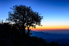 Lonely Tree in the Blue Hour