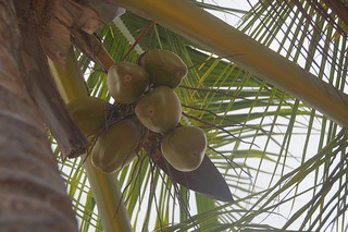 156 Vruchtdragende palmboom