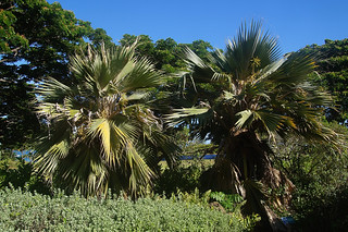 172 Vruchten Loulu Palm