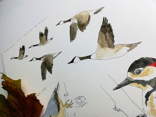 Canada geese fly regularly over our house to our local nature reserve. Artist Angela Hennessy