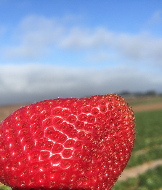 strawberry film