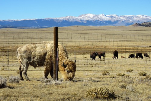 american bison buffalo white southpark mountain mountains highcountry ranch rural roadside colorado