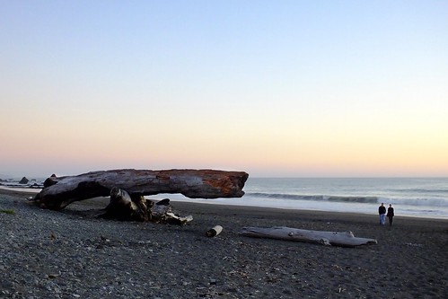 beach driftwood forcedperception