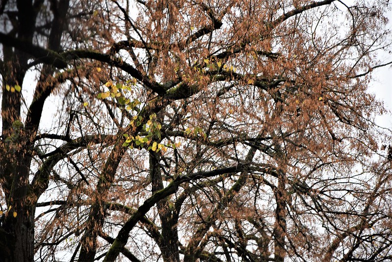 Autumn Trees 25.10 (2)