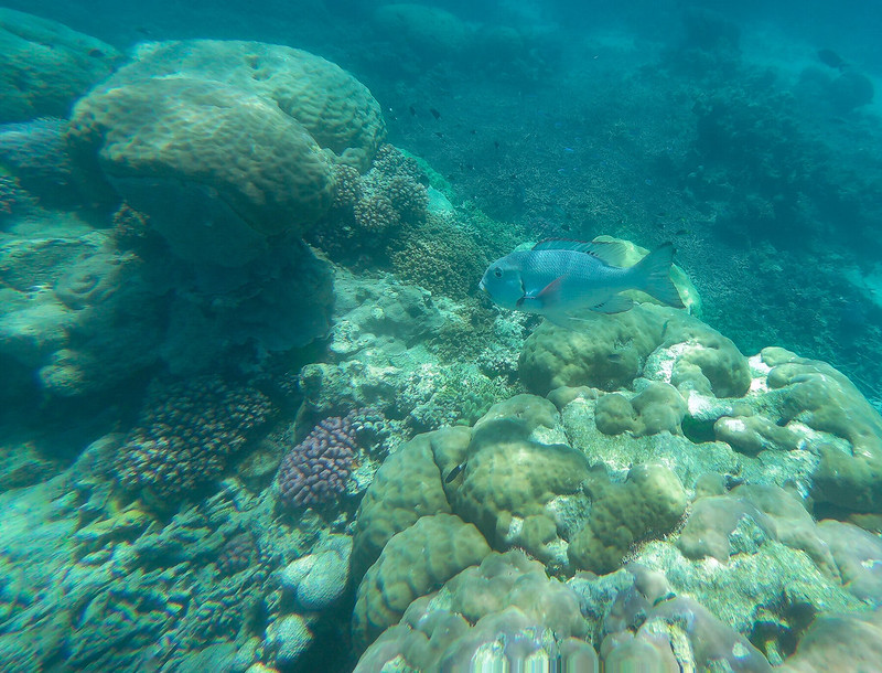 La Gran Barrera de Coral - AUSTRALIA POR LIBRE: EL PAÍS DEL FIN DEL MUNDO (1)