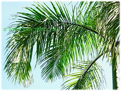 Pinnately-compound fronds of Roystonea regia (Cuban Royal Palm, Florida Royal Palm, Royal Palm), 28 March 2011